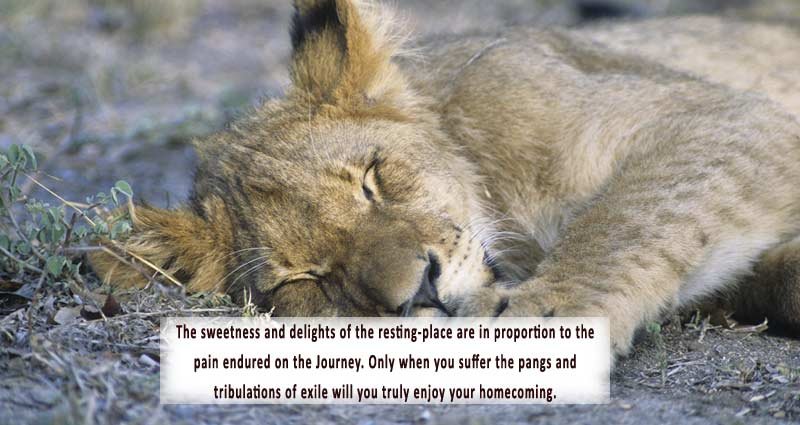 Rumi Travel Quotes Sweetness