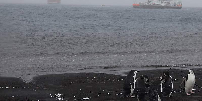 Black Sand Beach Antarctica