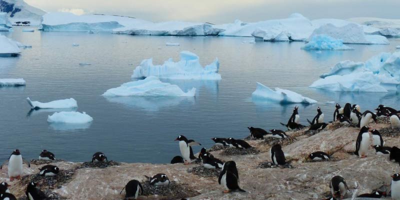 Top 5 Beaches in Antarctica that You Shouldn't Miss