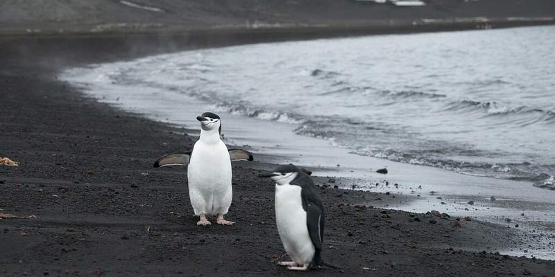 Top 5 Beaches in Antarctica that You Shouldn't Miss