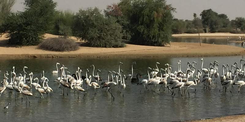 Al Qudra lake Birds