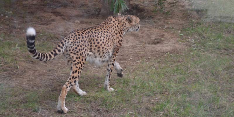 Sharjah Safari Animals