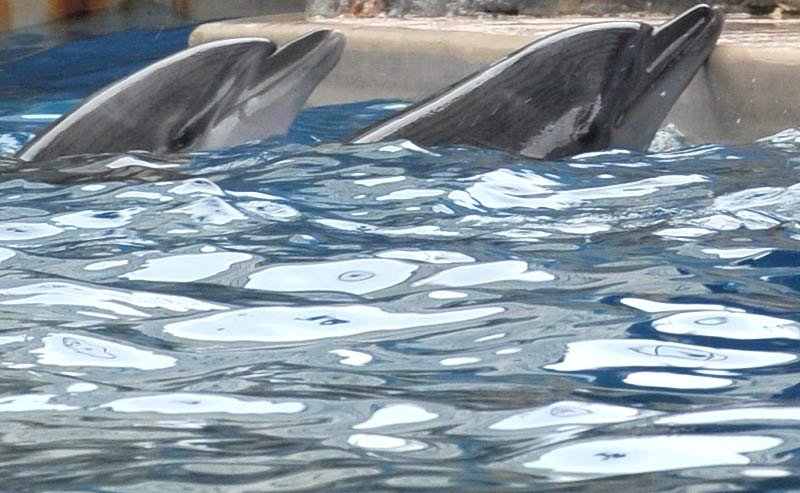 Dolphin Village Dammam