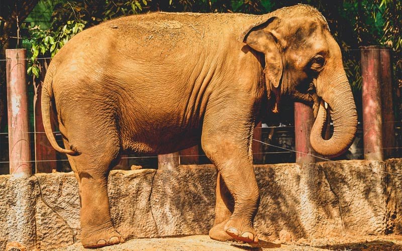 Elephant Exotic Animal